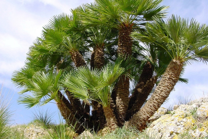   (Chamaerops humilis).