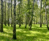 ��� ���������� 