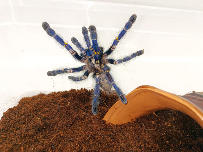 P.Metallica -, 
