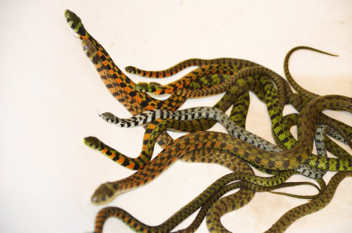 Типичный коллектив в офисе собирается на совещание.