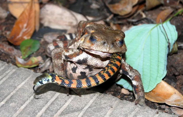 Возвращает яд обратно. С процентами.