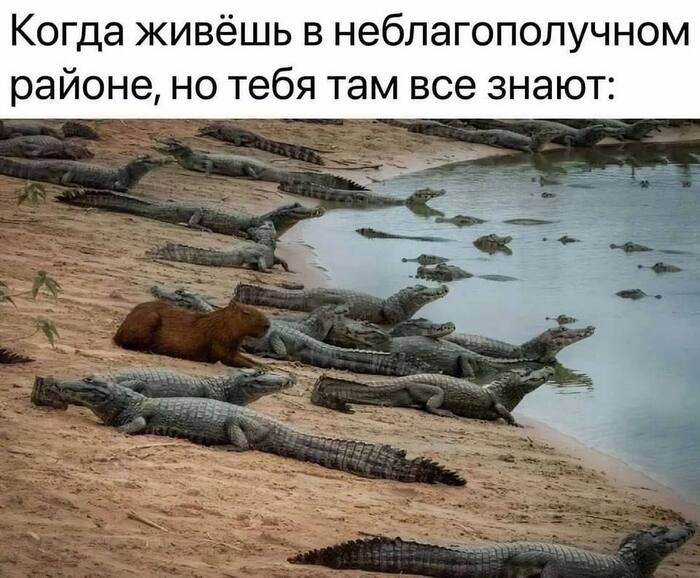     , ,  , , , Telegram ()
