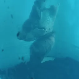 Foxenheart