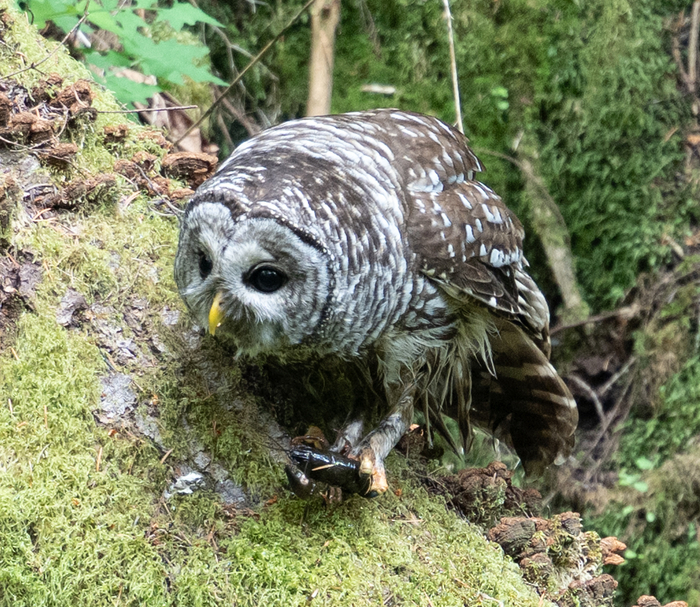 В Европе у сигнального рака только один естественный враг. Это выдры. А вот на родине им питаются десятки видов животных.