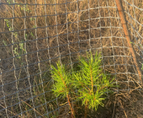 ���� ����� �� �������