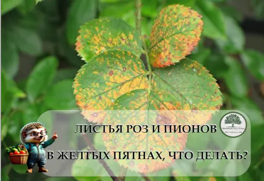       ,  ? , , , , , , , , 