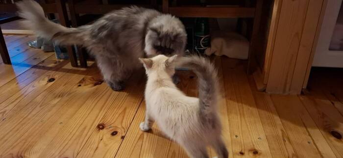 Элвис знакомится со старшим товарищем