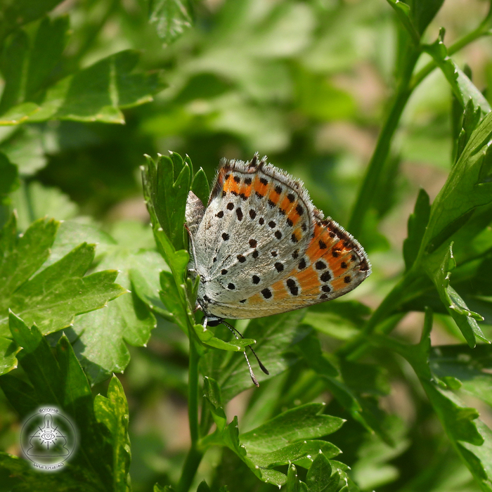   (Lycaena thersamon) , , 