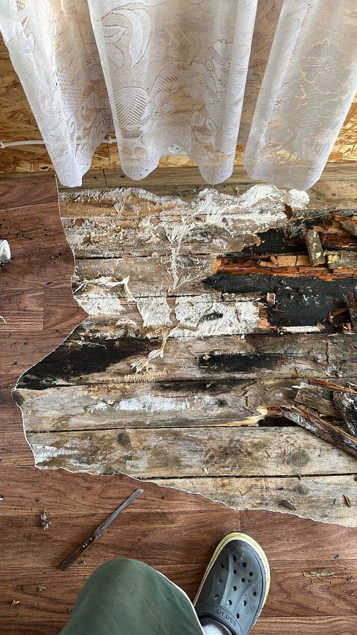 Интересный грибок, не правда ли? Сразу ласт оф ас вспомнил 🤣