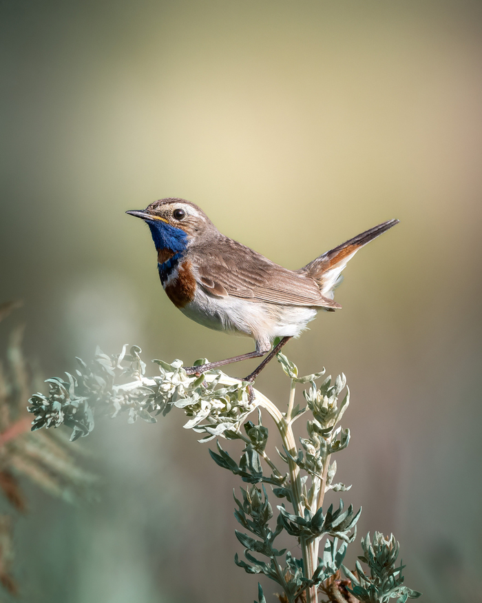 Варакушка по всей красе.