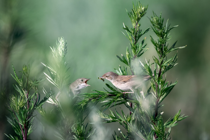 Кормление слётка серой славки.