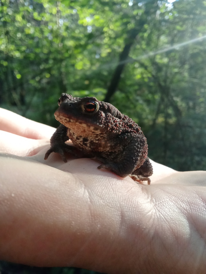    , It Is Wednesday My Dudes, , 