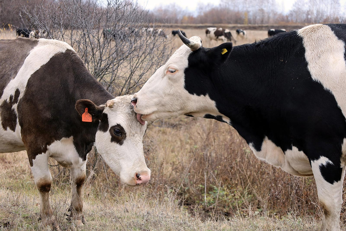 Да не переживай, он тебя похвалить хотел, поэтому и назвал коровой!