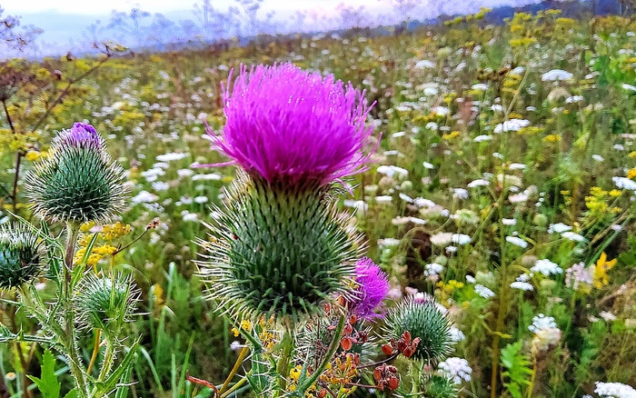 Простой русский цветок Татарник