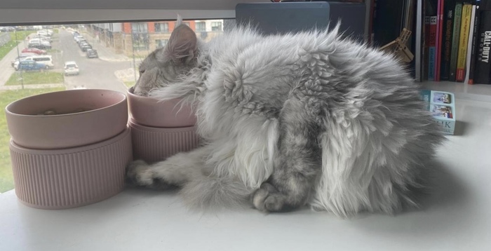 Сяду стоя полежать