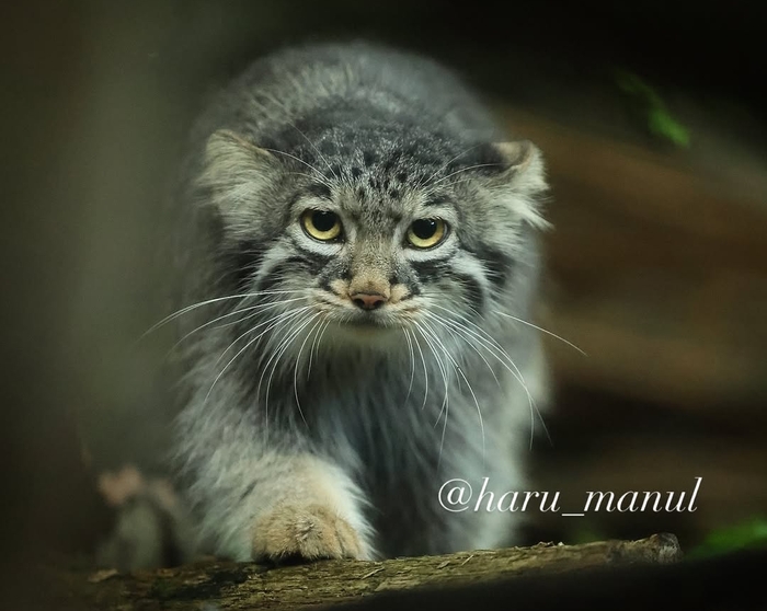 Кося стремительно врывается в пятничку