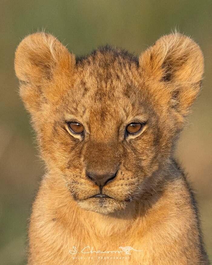 Четырёхмесячный львёнок