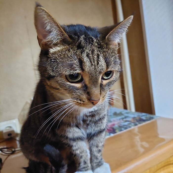 Наблюдает как ест пёсель...