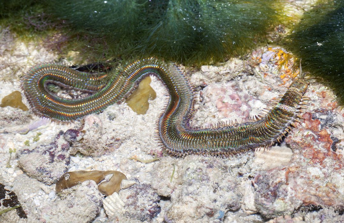 Редкий кадр, когда червь решил выползти из грунта.