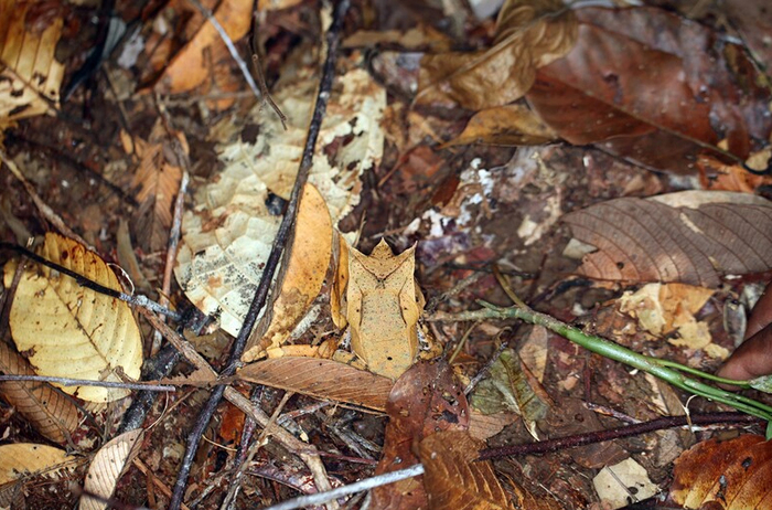 Сразу смогли разглядеть лягушечку?