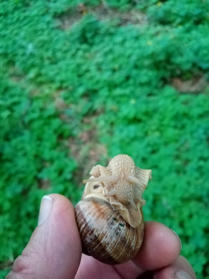    "-"  , , ,  , 
