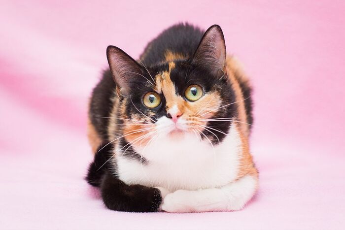        ! ,   ,  ,  , ,  , ,  , ,   ,  ,  , ,  , 