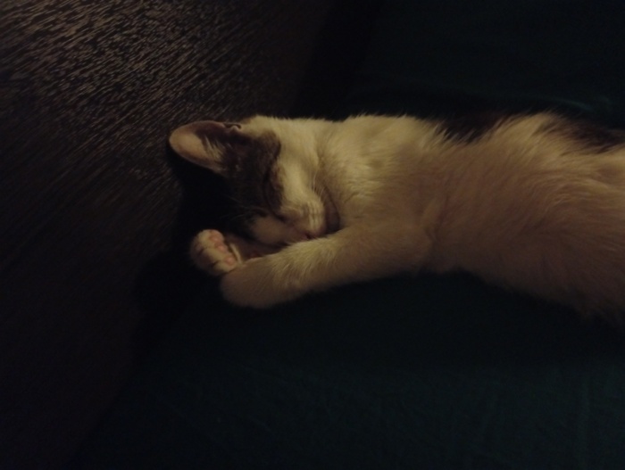 Его теперь зовут Огурчик.