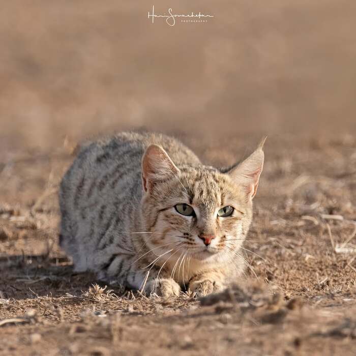 Высматривает добычу