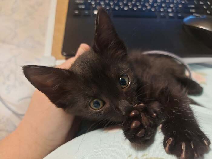 �������� ����