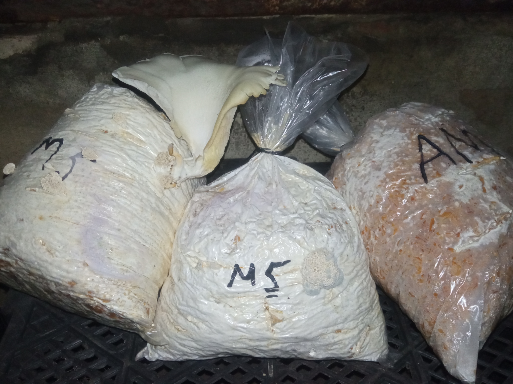 Trying out the pen. Growing oyster mushrooms in the garage - My, Mushrooms, Oyster mushroom, Garage, Cellar