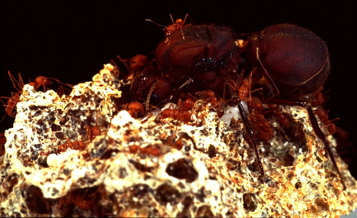 Иногда королевы НАМНОГО крупнее и сильнее своих подданых.