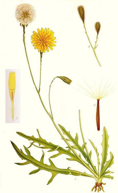 Запоминаем: Ярко-выраженные зубчики + панки + 2 цветка на очень тонком стебельке = кульбаба.