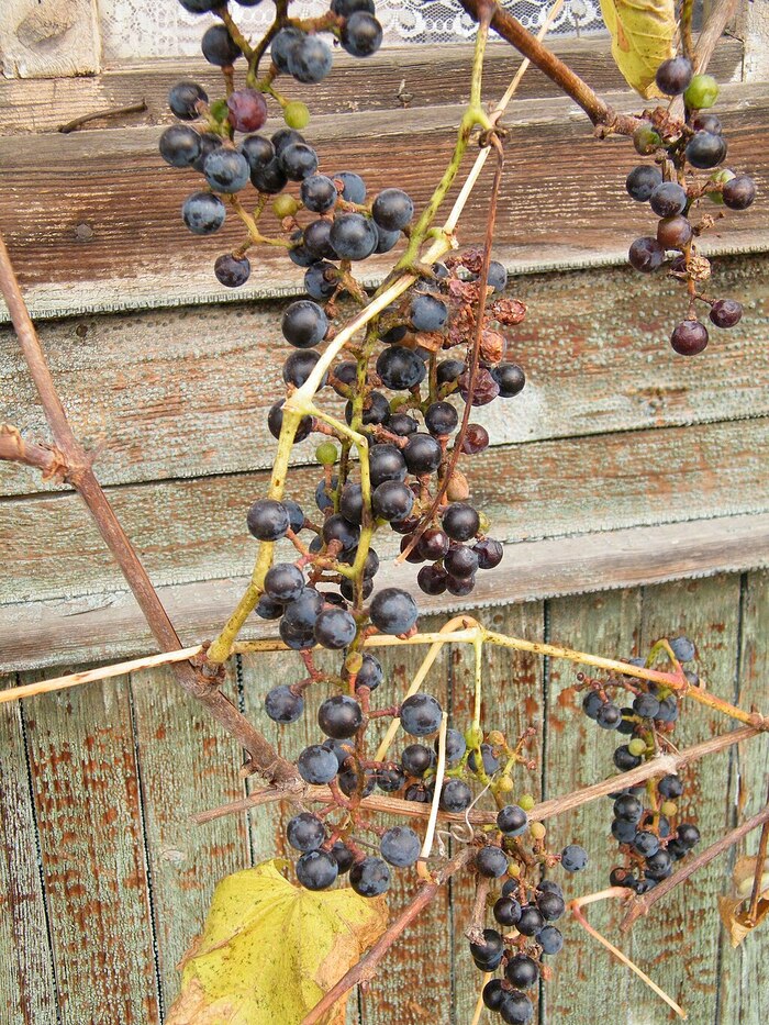         :   ,   , , , ,  , .