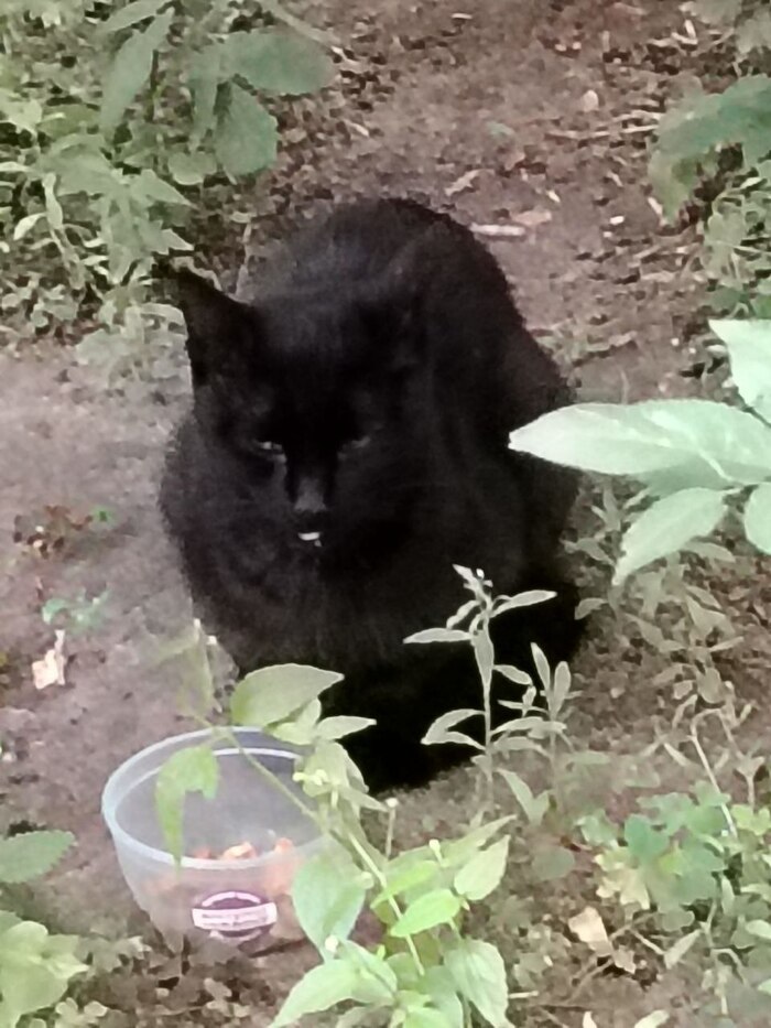 Варяг на улице в плачевном состоянии