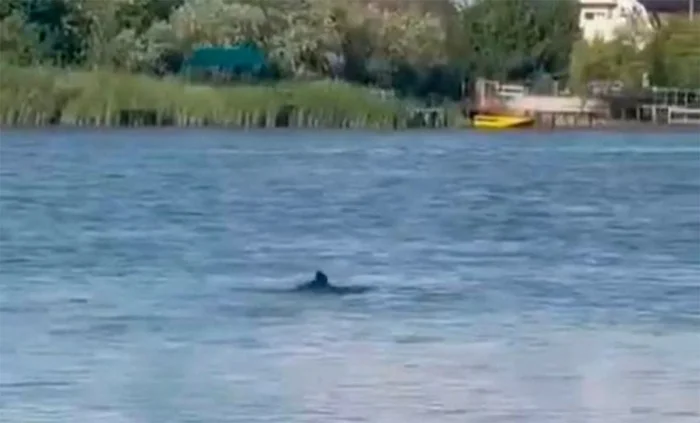 Что за мини-киты заплывают в русло Дона. Их регулярно видят в Ростове Дон, Река, Животные, Дикие животные, Водоем, Морская свинка, Яндекс Дзен, Яндекс Дзен (ссылка), Длиннопост Что за мини-киты заплывают в русло Дона. Их регулярно видят в Ростове Дон, Река, Животные, Дикие животные, Водоем, Морская свинка, Яндекс Дзен, Яндекс Дзен (ссылка), Длиннопост