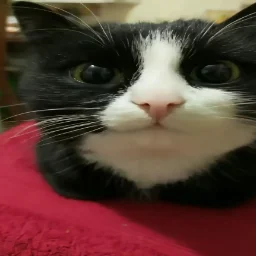 lildago
