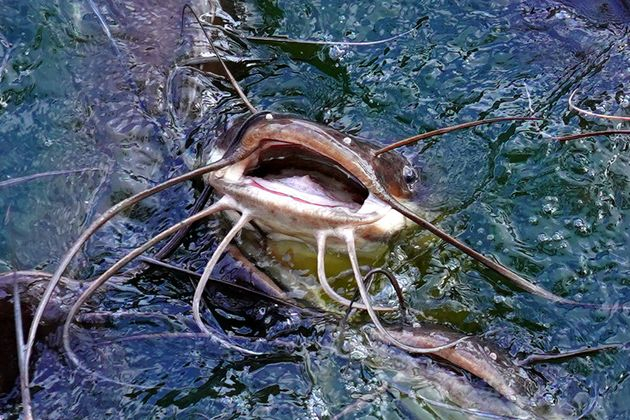 Разъярённый родитель и не на такое способен!