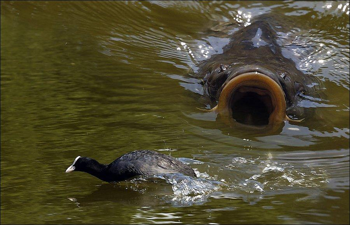 Плыви, птичка, плыви!