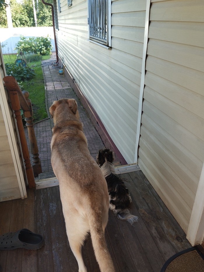 Пора и гулять