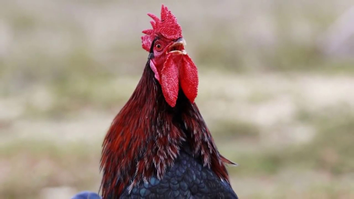 Птица ждет возможности получить деньги за своё пение.