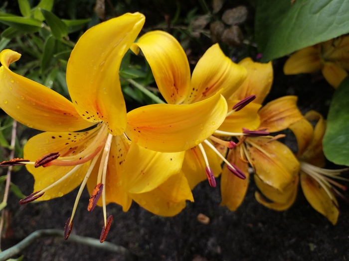 .  .   Yellow County , , , 