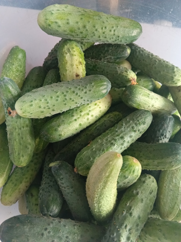 Вот такие красавцы пойдут в банку и с удовольствием будут съедены зимой.