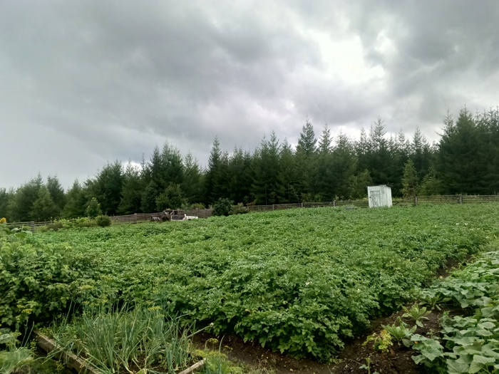 На таких плантациях выращиваем картофель.