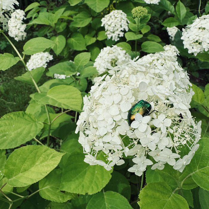 Майский жук на моей пушистой гортензии