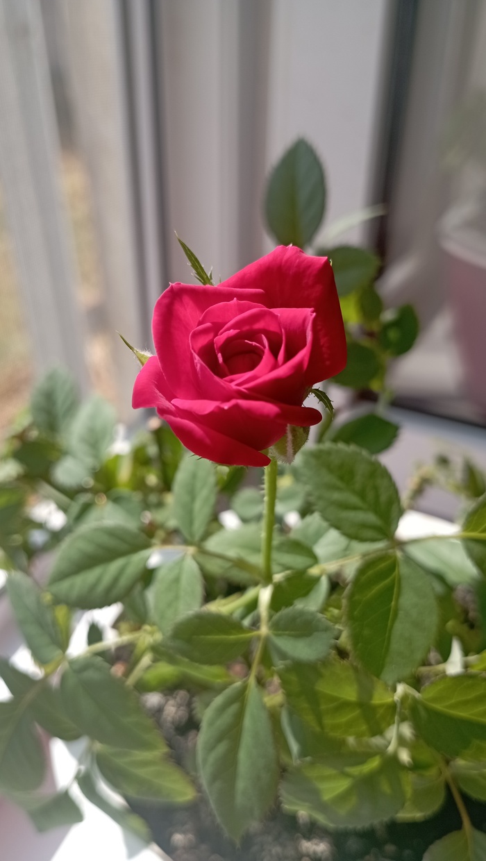 ������ ��������