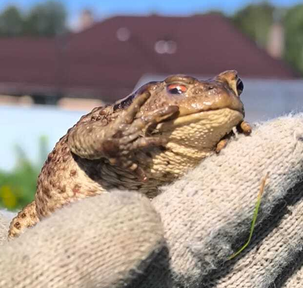 Капитан Жаб приветствует среду ! И вас, мои чуваки !