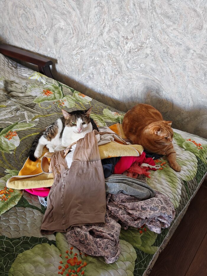 Красавица и Лучик помогают гладить чистое белье