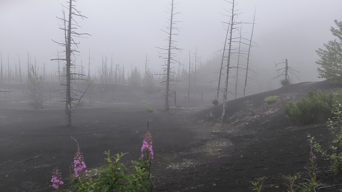 В облаке скелеты деревьев смотрятся более зловеще, чем на солнце.