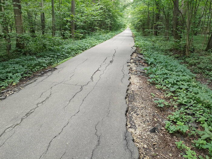 Абрамцевская просека