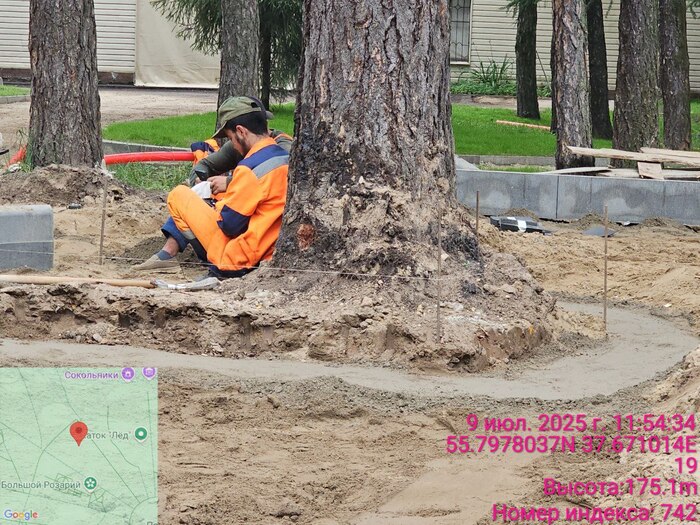 Бетон по корням деревьев (парк Сокольники)